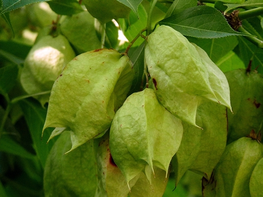 {Staphylea trifolia}
